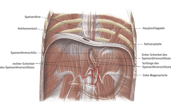 Anatomie des Bauchraums und Zwerchfells